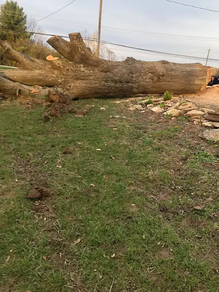 Large felled trunk cut into sections and ready for haul-away
