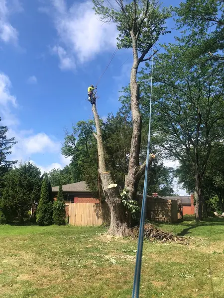 Climber working high in a tall tree during a backyard removal