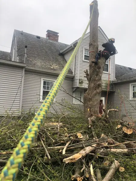 Climber roped into a dead tree beside a two-story home during a controlled removal