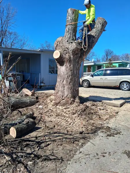 Climber sectioning a large trunk during a tree removal next to a driveway